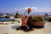 24 - Cultivatrices d algues à Nusa Lembongan
